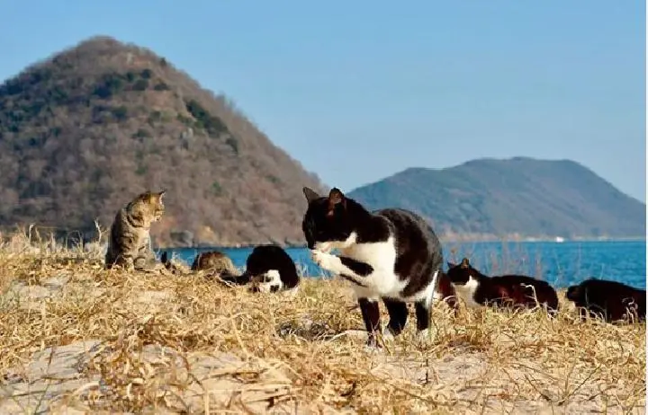 suasana pulau kucing di jepang